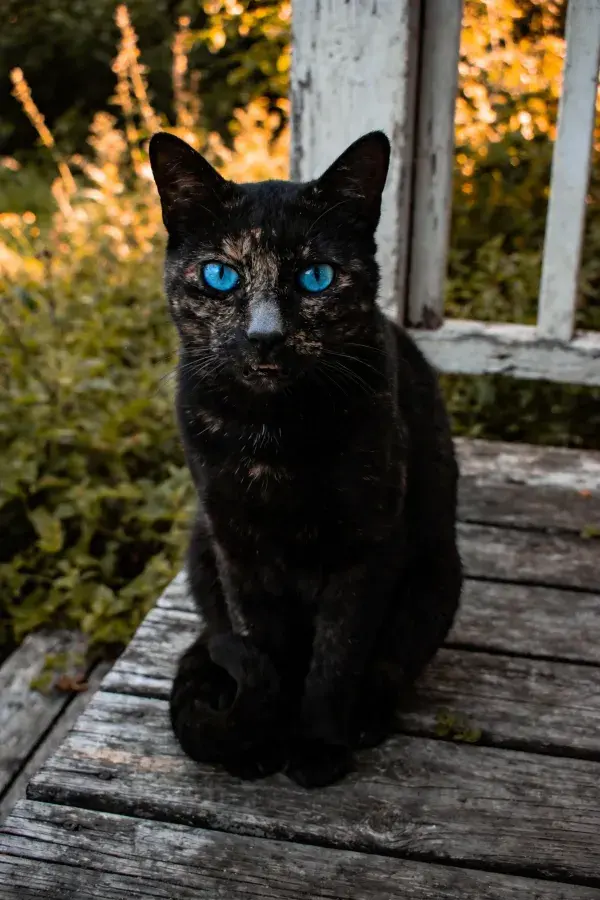 露天木质平台上蓝眼玳瑁猫