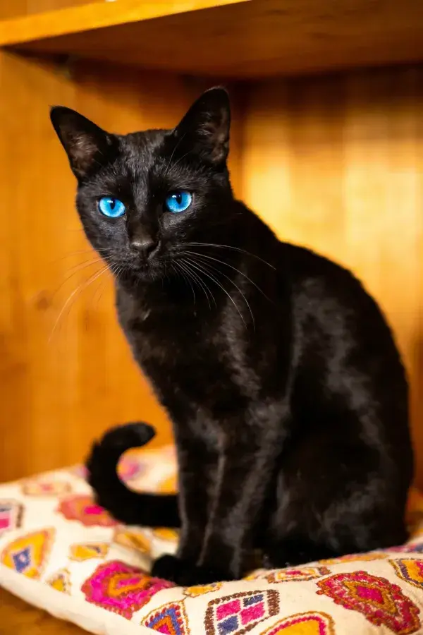 室内木质环境中蓝眼睛黑短毛家猫