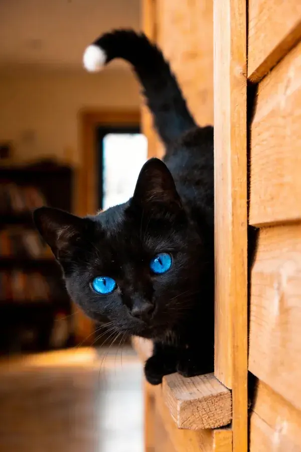 黑色短毛家猫在木质结构处探身