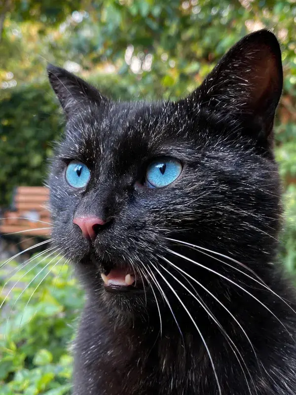 蓝眼黑猫在园林背景下的特写画面