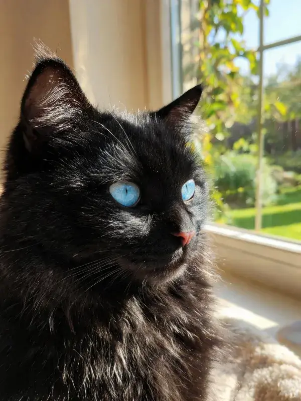 窗边蓝眼睛黑长毛猫的日光景象
