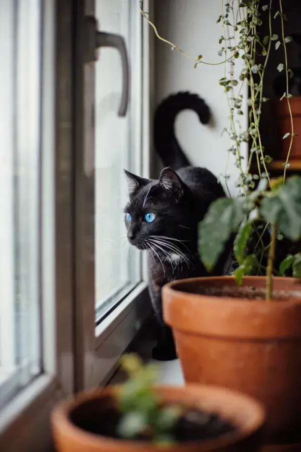 窗台上的蓝眼睛短毛家猫