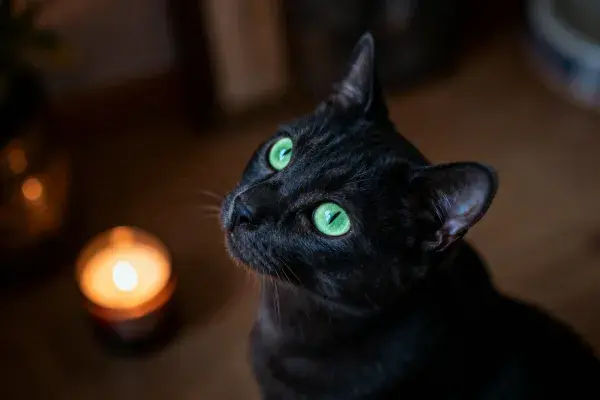 黑色短毛家猫室内暖光下凝视