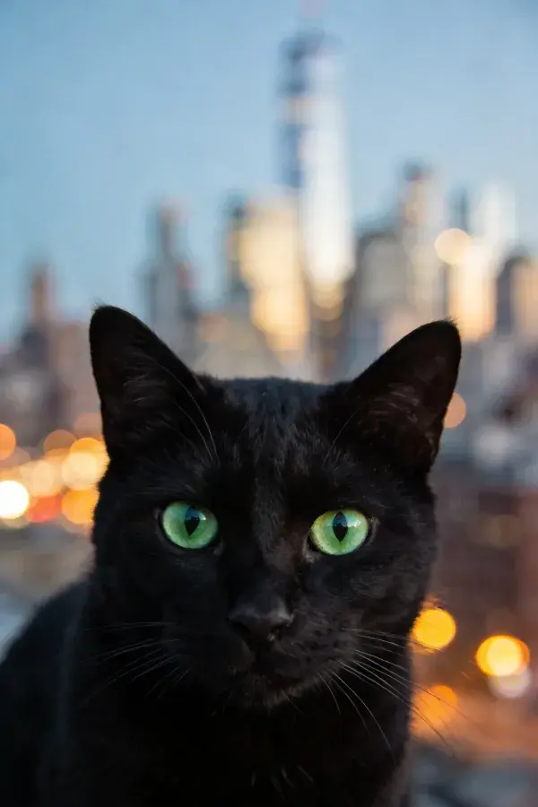 城市天际线前的黑短毛家猫