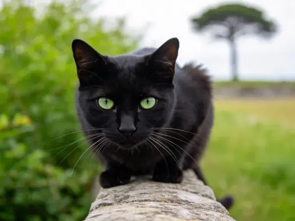 石栏杆上短毛黑猫特写