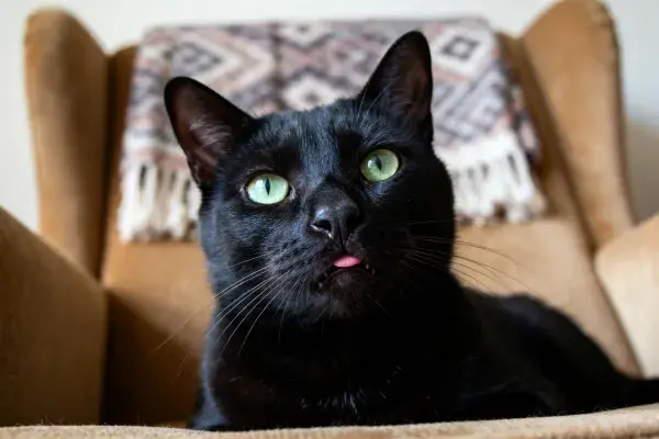 短毛家猫吐舌凝视瞬间