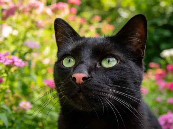 阳光下花园里的短毛黑猫特写