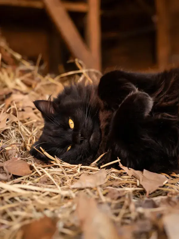 长毛黑猫在稻草上的依偎姿态
