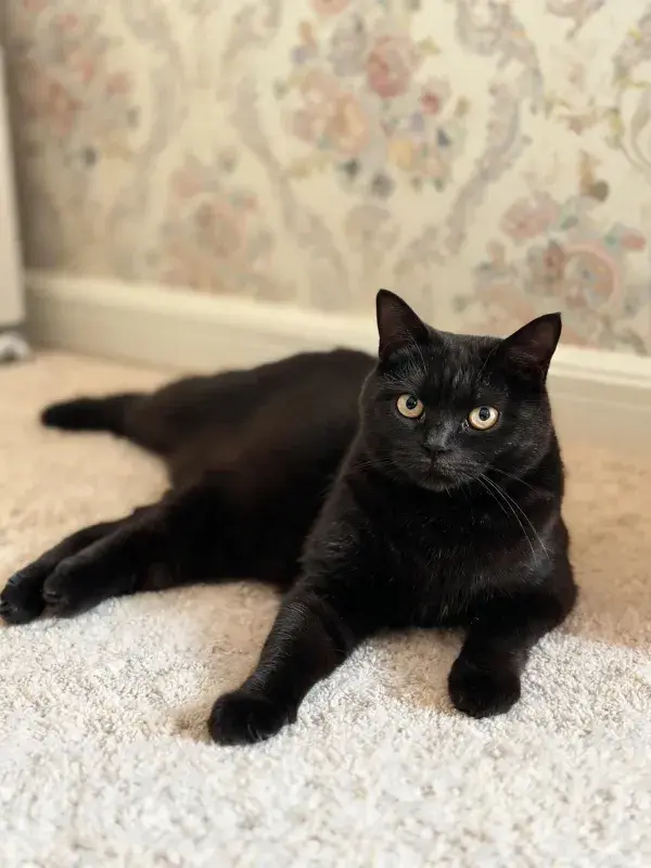 黑色短毛猫在室内地毯上的姿态