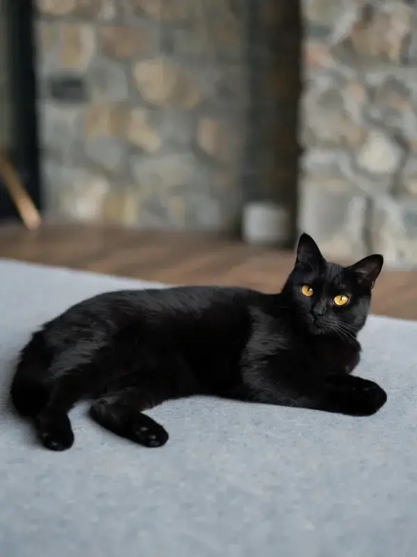 黑色短毛家猫安静躺卧