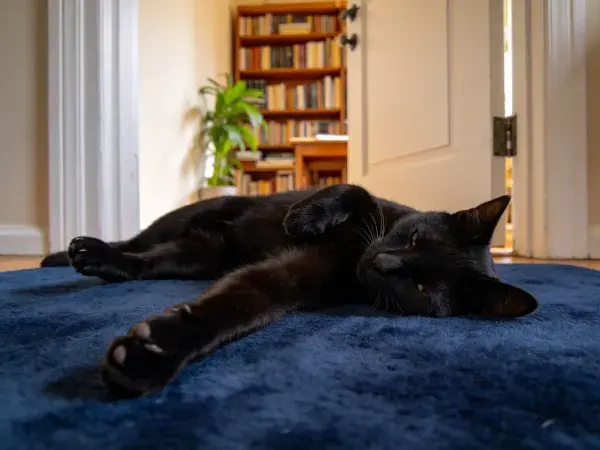 书房门口短毛家猫躺卧场景