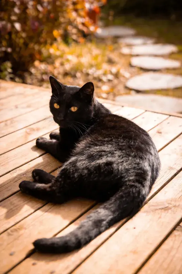 木质平台上短毛家猫休憩