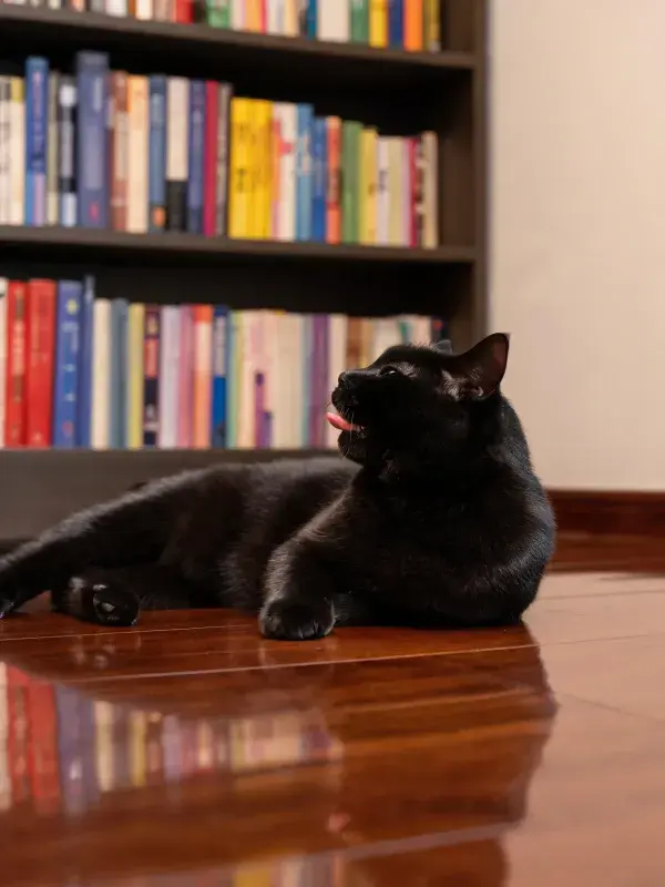 室内书架前的短毛黑猫休憩景象