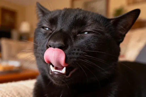 室内环境中短毛黑猫舔鼻瞬间