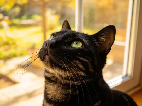 窗边阳光下的虎斑短毛猫观察景象