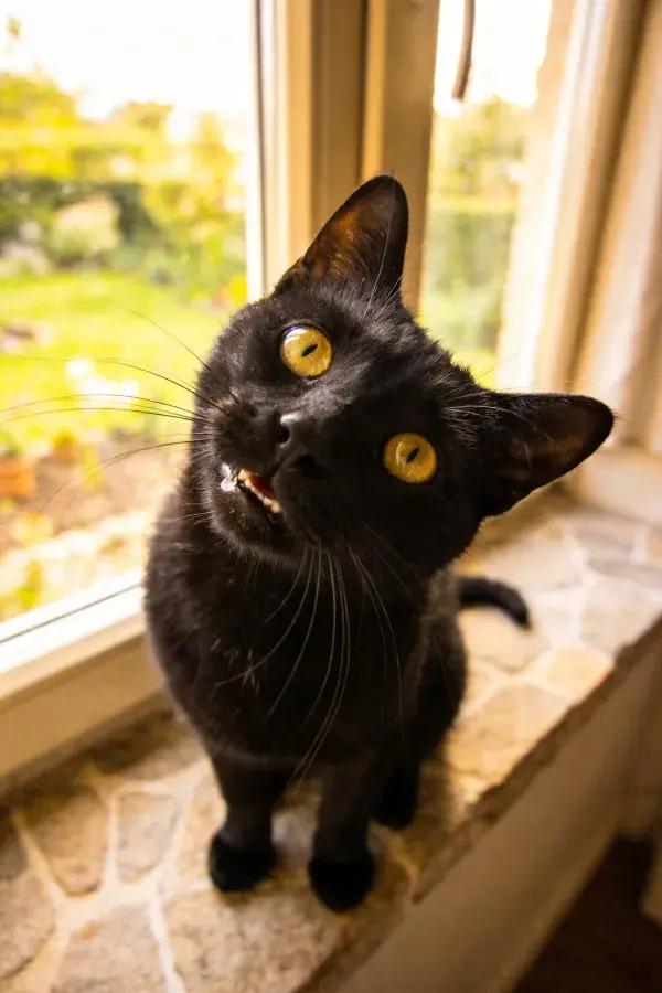 窗台上短毛家猫抬头张望