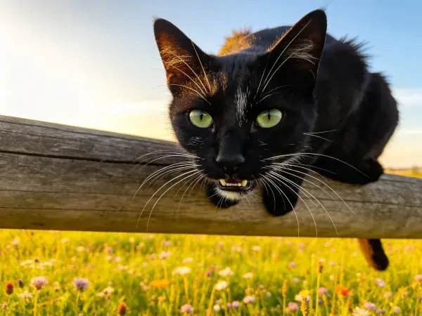 黑色短毛家猫倚靠木栅栏场景
