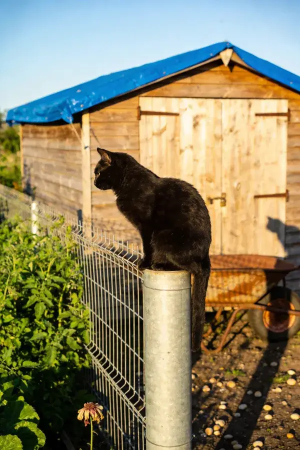 短毛家猫站在金属柱上眺望