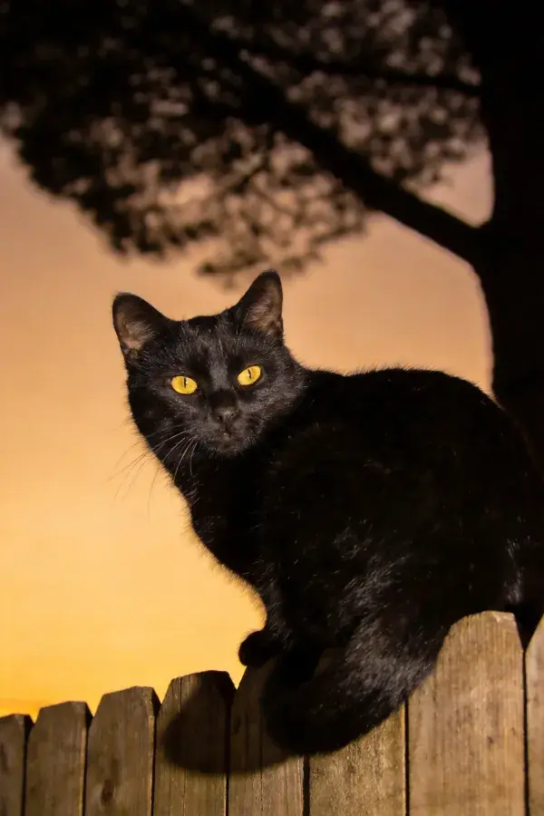 黑色短毛家猫栖息木栅栏黄昏特写