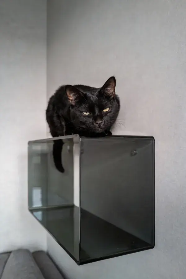 黑短毛家猫静立透明置物架