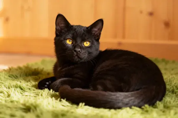 暖光室内短毛黑猫场景