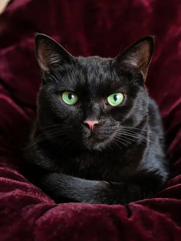 深红色背景中短毛黑猫的静态画面