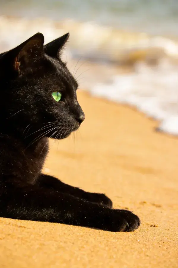 沙滩上绿眼黑猫的特写
