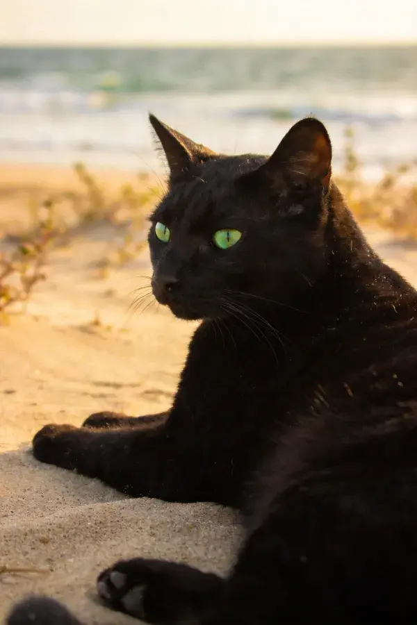 沙滩沙粒上的短毛黑猫特写
