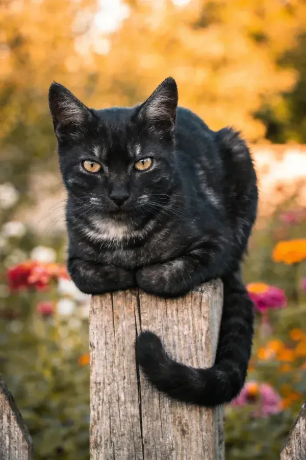 露天花园木栅栏上的玳瑁斑纹短毛猫