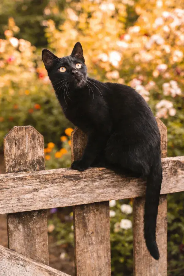 短毛家猫眺望木栅栏外