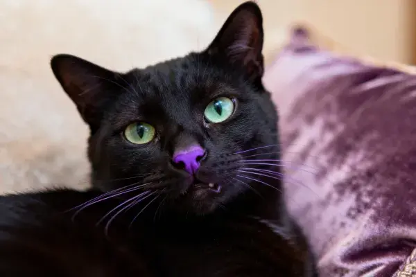 黑色短鼻家猫静卧沙发旁