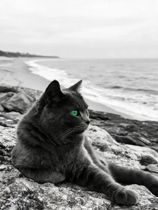 黑猫绿眸静坐岩石海岸场景