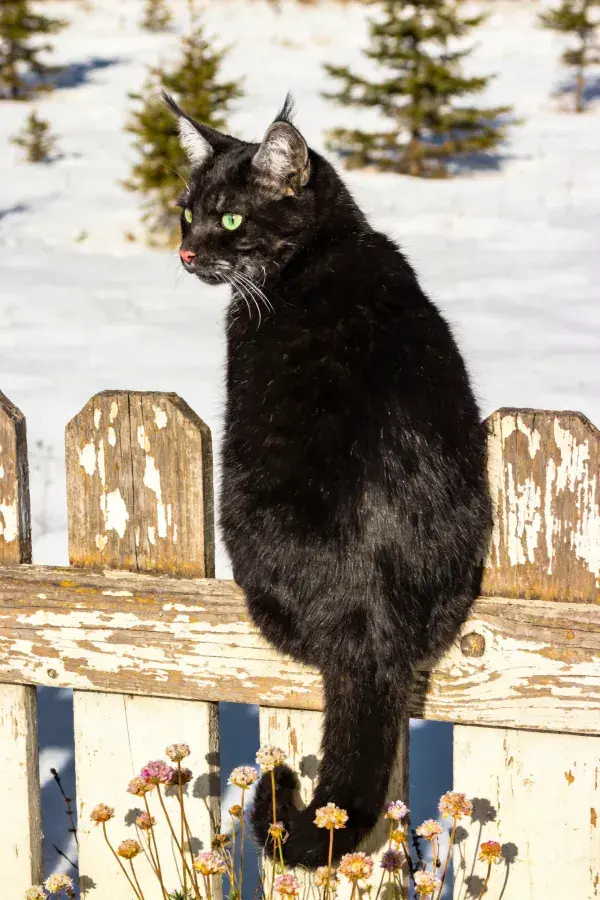 黑猫坐木栅栏眺望远景