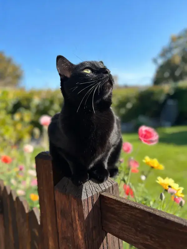 短毛黑猫于木栅栏上的姿态