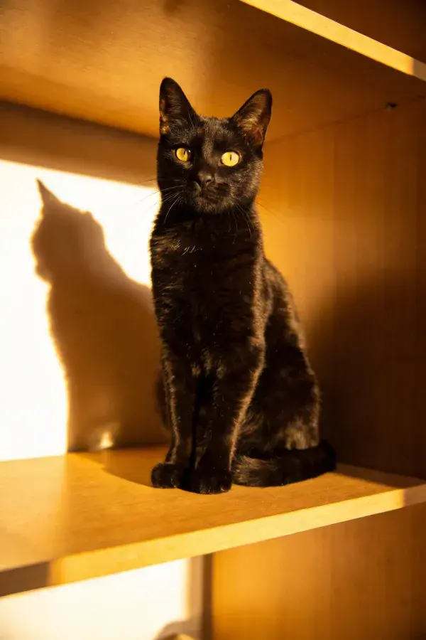 室内木质架上的短毛家猫
