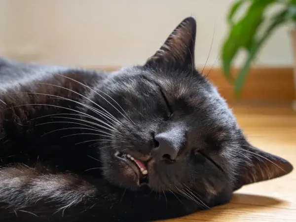 室内木质地板上休息的黑短毛家猫
