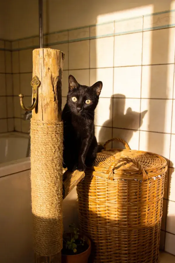 室内阳光下的短毛家猫