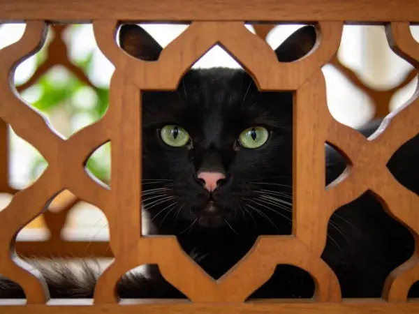 短毛家猫透过木格观察