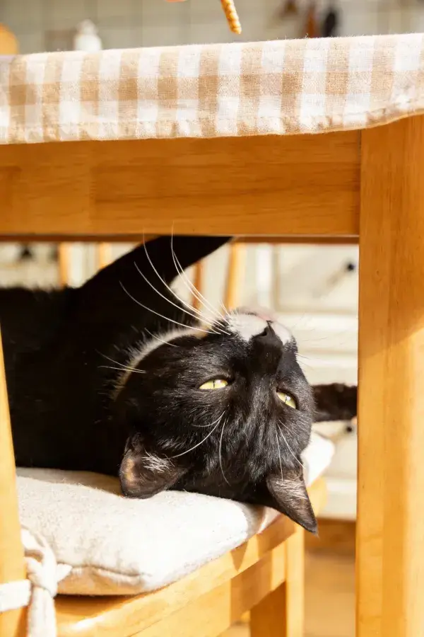 室内木质家具下黑白短毛家猫休憩场景