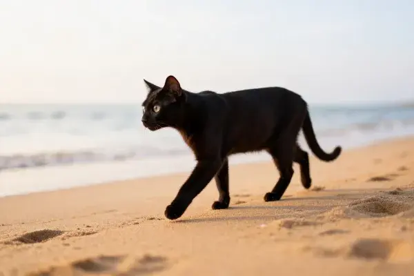 沙滩上短毛黑猫漫步场景