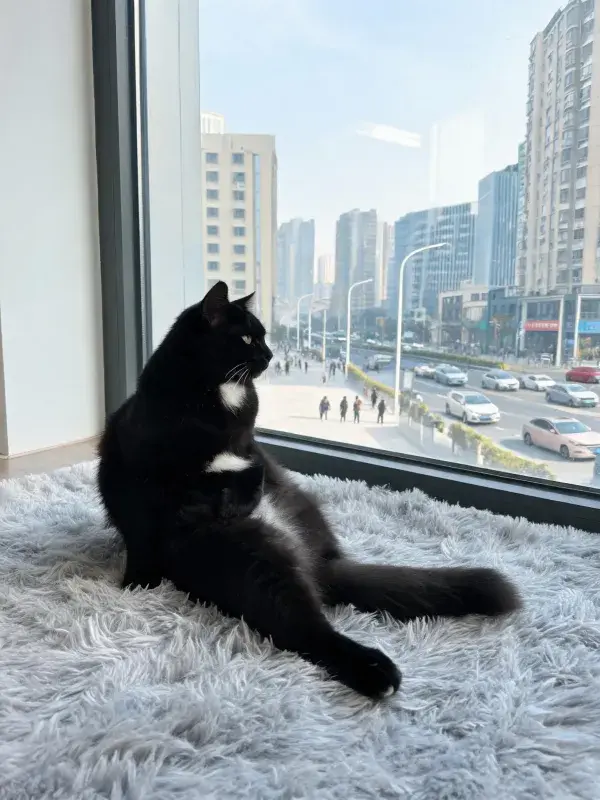 黑白短毛家猫于窗边凝视街景