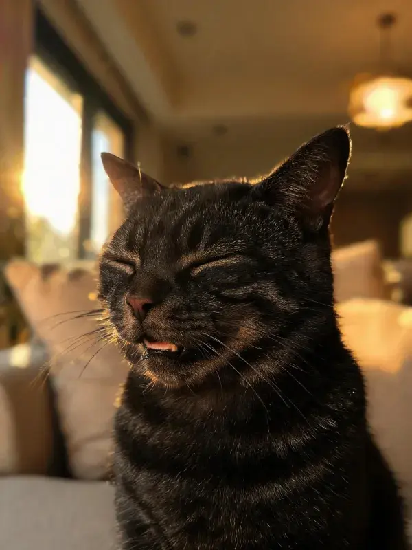 客厅暖光下的短毛家猫