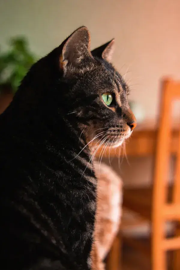 室内暖光下短毛虎斑猫侧影