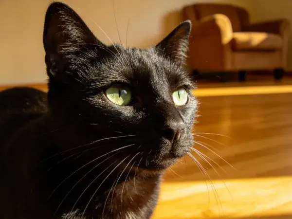 阳光下绿眼短毛黑猫特写