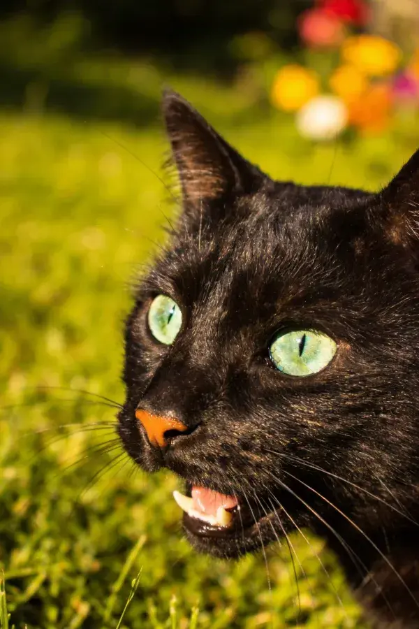 短毛家猫在草地上张嘴凝视