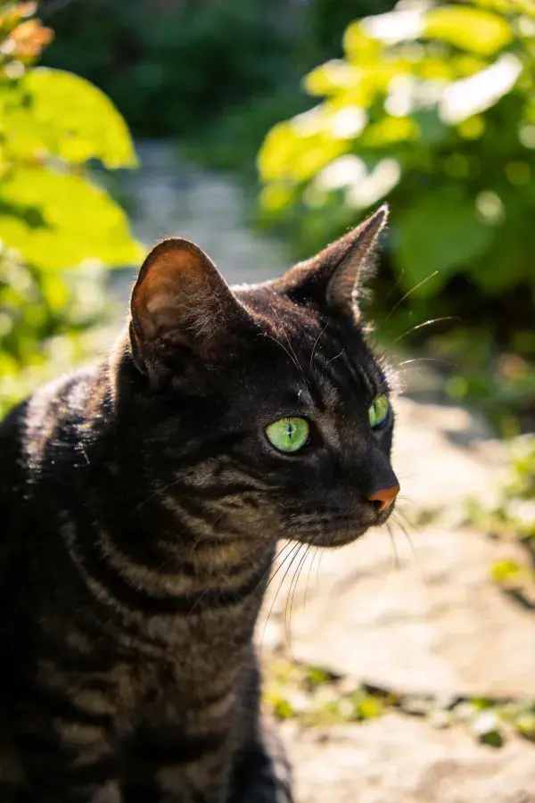 户外绿植间的短毛虎斑猫