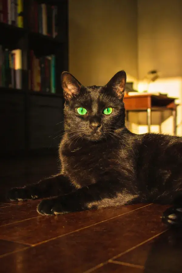 黑色短毛家猫安静趴卧
