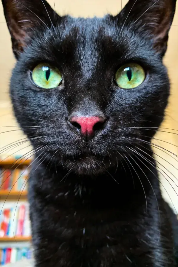 短毛家猫近距离观察室内环境