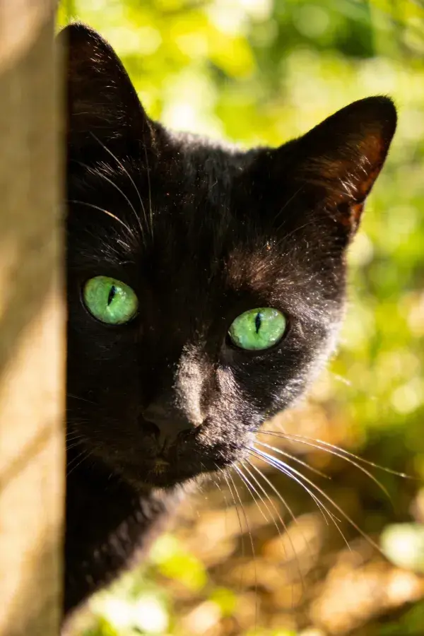 黑猫半掩身于木边，凝视镜头