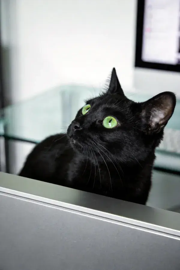短毛家猫凝视室内空间